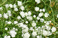 Astrantia minor L.